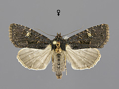 M. secalis