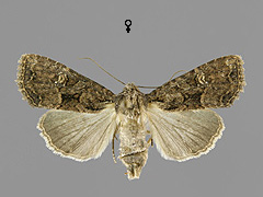 M. secalis