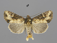 M. secalis
