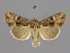 M. secalis