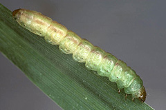 M. secalis