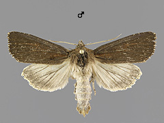 N. typhae