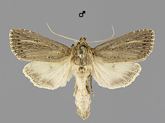 N. typhae