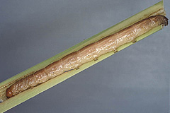 N. typhae
