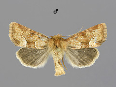 O. fasciuncula