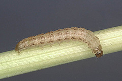 O. fasciuncula