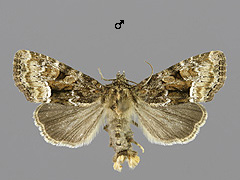 O. latruncula