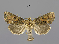 O. latruncula