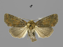O. latruncula