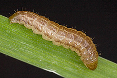O. latruncula