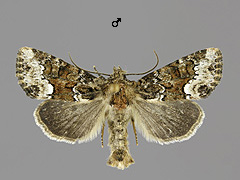 O. strigilis