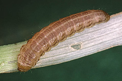 O. strigilis