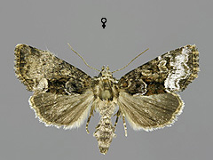 O. versicolor
