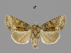 O. versicolor