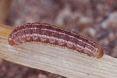 O. versicolor