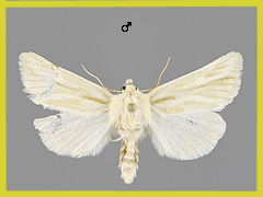 O. musculosa