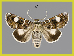 O. orbiculosa