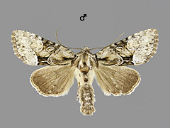 P. pabulatricula