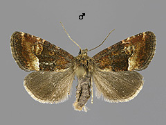 P. captiuncula