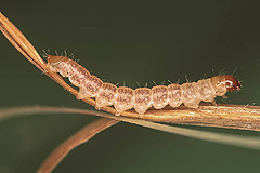 P. extrema