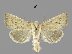 P. fluxus