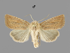 P. fluxus