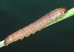 P. fluxus