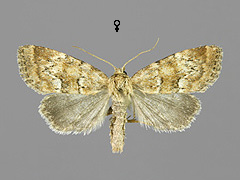 P. minima
