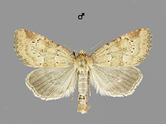 P. minima