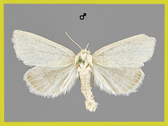 P. morrisii