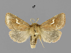 P. nexa