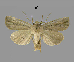 P. brevilinea