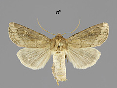 R. hedeni