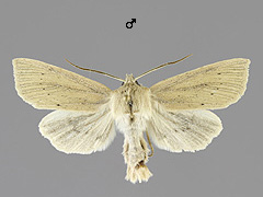 R. lutosa