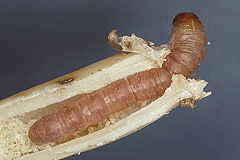 R. lutosa