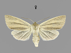 S. buettneri