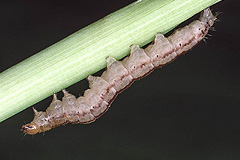 S. buettneri