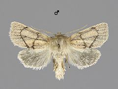 D. pygminus