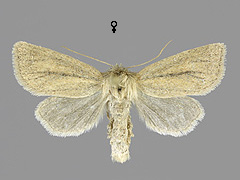 D. pygminus