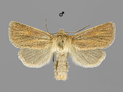 D. pygminus