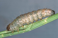 S. celsia