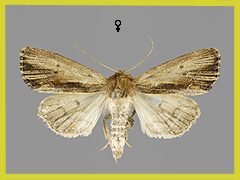 X. graminea
