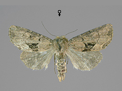 X. strix