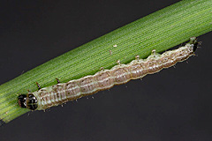 X. strix
