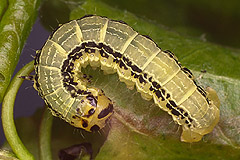 A. notha