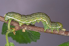 A. parthenias