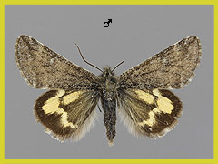 A. puella