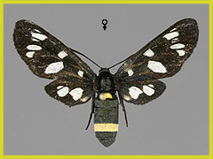 A. marjana