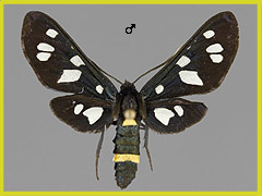 A. nigricornis