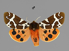 A. caja